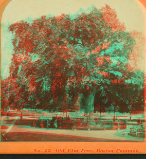 Old elm tree, Boston Common. 1860?-1890?