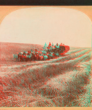 Harvesting in the great West, combined reaper and thresher,  Washington, U.S.A. 1901 1870?-1920?