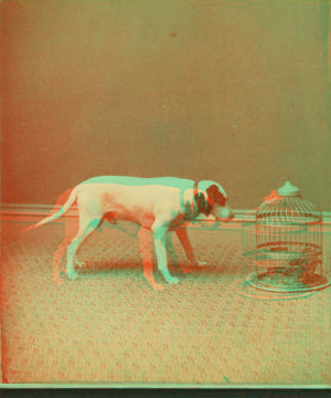 [Studio view showing a dogs with a bird in a cage.] 1865?-1905?