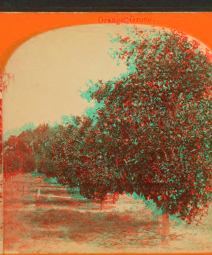 [Orange grove.] [ca. 1880] 1870?-1890?