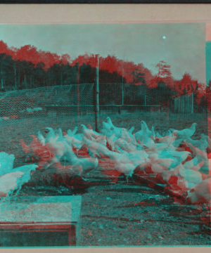 [Flock of chickens.] 1917 1915-1919