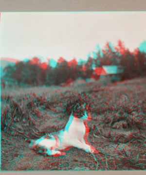 [Cat sitting in a field.] 1915-1919 1918