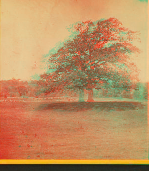 [Old oak tree.] 1867?-1875?