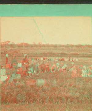 [View of a group picking cranberries.] 1865?-1885?