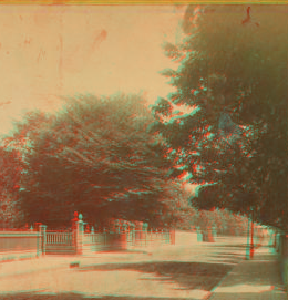 Famous Fern Leafed Beech at the Redwood Library, Newport, R.I. 1860?-1900? [ca. 1870]