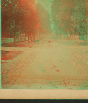 [View of a road with trees.] 1865?-1890?