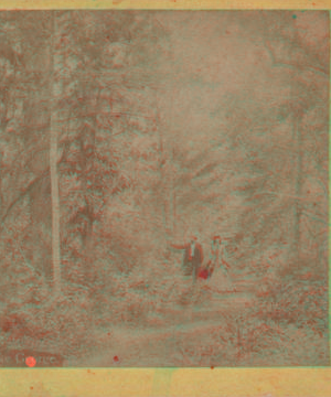 Lake George. [View in forest.] [1860?-1895?]