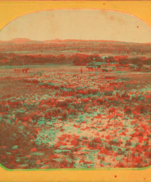 [View of sheep grazing, hills beyond.] 1865?-1880? 1865-1880