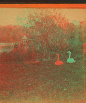 [White swan near the side of the pond.] 1865?-1890?