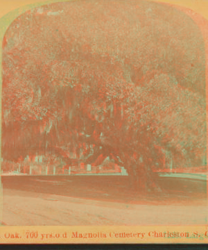 Large oak, 700 years old, Magnolia Cemetery, Charleston, S.C. 1860?-1903?