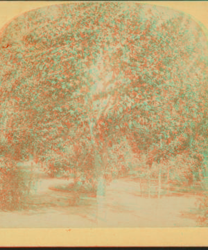 [Orange grove, Florida.] 1870?-1910?