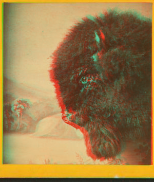 [View of a buffalo head in front of a painted background.] 1862?-1903