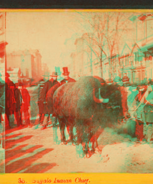 Buffalo Indian chief. [Plooking at a buffalo on an unidentified street.] 1865?-1915?