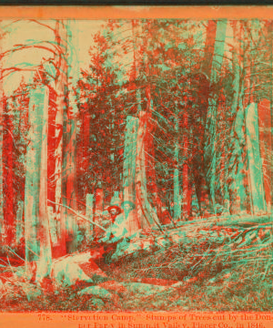 "Starvation Camp."  Stumps of trees cut by the Donner Party in Summit Valley, Placer Co., 1846. 1868?-1875?