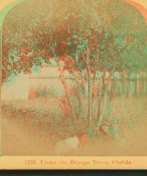 Under the orange trees, Florida. 1870?-1910? [ca. 1890]