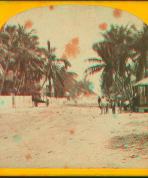 [View of a street with coconut palms on both sides.] 1870?-1885? 1870-1885?