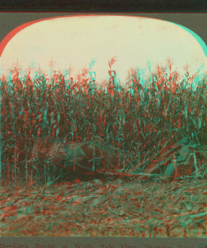 Corn binder at work, side view, showing rows of bundles, Crawford County, Pennsylvania. [1906?] 1860?-1915?