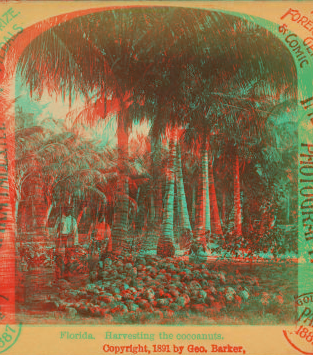 Florida, harvesting the cocoanuts [coconuts]. 1891 1870?-1910?