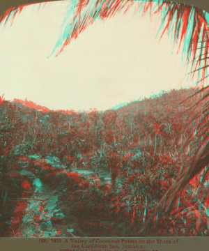 A Valley of Cocoanut Palms on the Shore of the Caribbean Sea, Jamaica. 1904