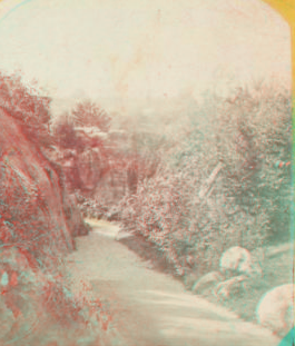 Central Park, in the Ramble. [1859?-1895?]