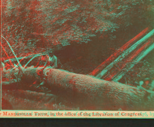 [A native, (an African American boy sitting on a log).] 1876-1877