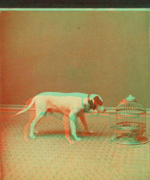 [Studio view showing a dogs with a bird in a cage.] 1865?-1905?