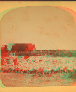 Sheep Ranch near the Pinto River, Texas. 1865?-1915? [ca. 1875]