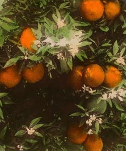 Orange Blossoms and Fruit, Los Angeles, Cal., U.S.A. 1870?-1906 1897