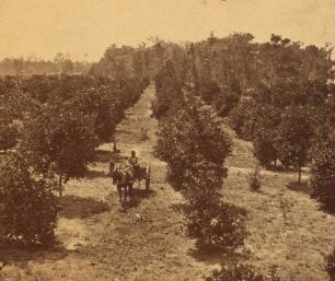 [The Orange grove.] [ca. 1875] 1868?-1910?