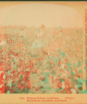 Picking cotton, Louisiana. 1868?-1901?