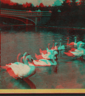 The swans on the lake. 1863, 1865