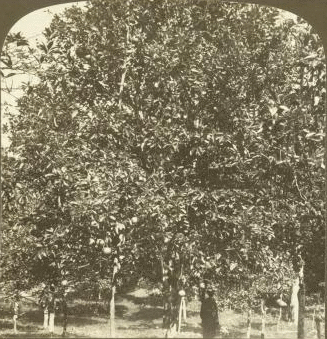 A Grape Fruit Orchard near Mandeville, Jamaica. 1904
