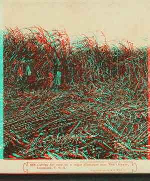 Cutting the cane on a sugar plantation, near New Orleans, Louisiana, U.S.A. 1901 1868?-1901?