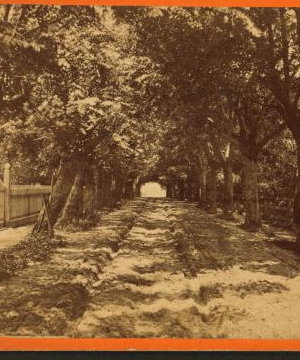 Entrance to St. Augustine, through an archway of Pride of India and Live Oak trees. 1868?-1895?