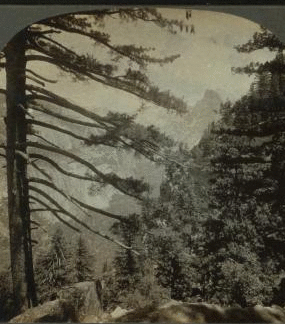Looking up the Valley, Yosemite Valley, Cal. U.S.A. 1897-1905?