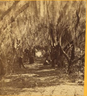 Avenue of Olives, Cumberland Island, Ga. 1867?-1905?