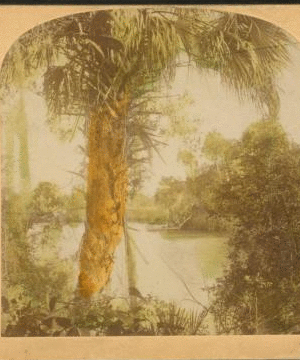 A Glimpse on the Suwanee River. 1870?-1895? [ca. 1895]