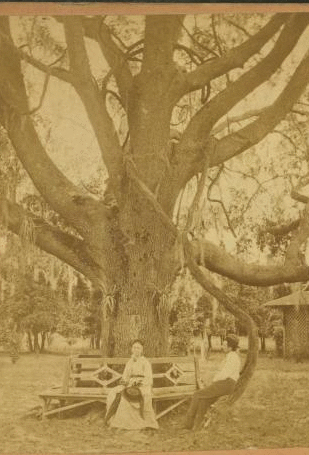 The Largest Oak in Florida, on the Grounds of Mrs. Mitchell, near Jacksonville, Fla. [ca. 1875] 1870?-1906?