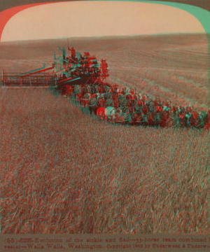 Evolution of the sickle and flail, 33 horse team combined harvester, Walla Walla, Washington. 1902 1870?-1920?