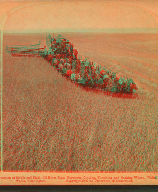 Evolution of sickle and flail, 33 horse team harvester, cutting, threshing and sacking wheat, Walla Walla, Washington. 1902 1870?-1920?