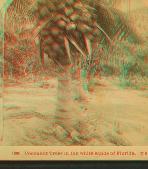 Cocoanut [coconut] trees in the white sands of Florida, U.S.A. 1870?-1910?