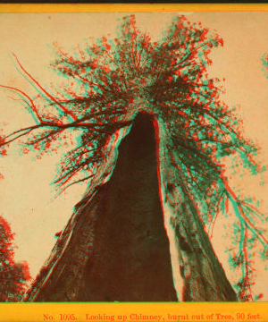 Looking up chimney, burnt out of tree, 90 ft., Calaveras Co. ca. 1870 1870