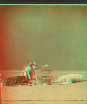 [Studio portrait of 3 dogs and a birdcage.] 1865?-1905?