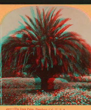 The Date Palm, Pasadena, Cal., U.S.A. 1870?-1906 1897