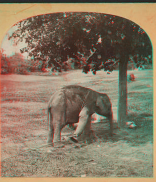 Elephant, Central Park, New York. [1865?-1901?]