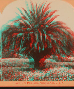 The Date Palm, Pasadena, Cal., U.S.A. 1870?-1906 1897