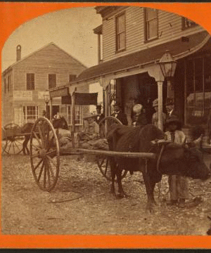 Ox team, Palatka, Florida. [ca. 1875] 1870?-1890?