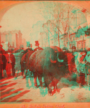 Buffalo Indian chief. [People looking at a buffalo on an unidentified street.] 1865?-1915?