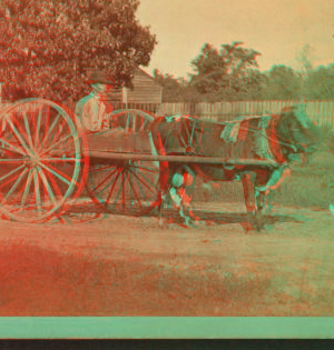 Ox cart. 1870?-1885?