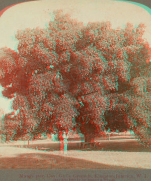 Mango tree, Gov. Girl's Grounds, Kingston, Jamaica, W. I. 1900